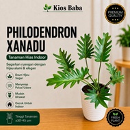 Bibit Tanaman Hias Philo Dendron Xanadu Asli % - Bunga Daun Alami