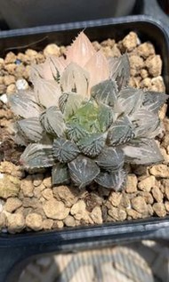 樓蘭玉露錦(多肉植物，塊根植物，球根植物，龍舌蘭，大型多肉植物，仙人掌，仙人球，仙人頭，石化，綴，菊水，海鮮，草球，牡丹，玉露，室內外，戶外，夠光)