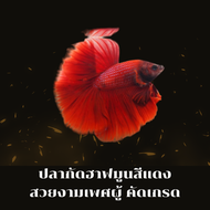 ปลากัดฮาฟมูนสีแดงเพศผู้คัดเกรดสวยงาม (มีรับประกันสินค้า)(มีเก็บเงินปลายทาง )