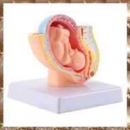 (Y O Q N)Human Pregnancy Fetal Development 9Th Month Embryonic Pelvic Model Fetus Foetus Pregnancy A