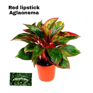 Aglaonema Redlipstick / free pot and free fertilizer