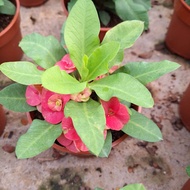 Pokok Mahkota Berduri warna merah Outdoor plant