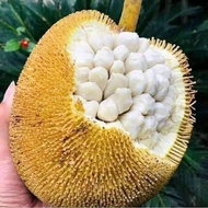 Anak Pokok Buah Tarap isi putih ( TARAP DARI SABAH )