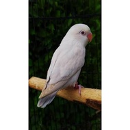 LOVEBIRD PF BLUE/ PF VIO