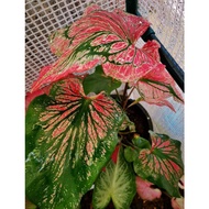 Caladium Thai Beauty ( wayang )