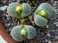 25 เมล็ด ไลทอป กระบองเพชร ไม้อวบน้ำ กุหลาบหิน แคคตัส Lithops olivaceae