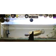 Terbaru AURANTI 30 CM ( hiasan aquarium )