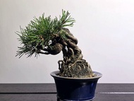 日本三河黑松 形態優雅 Bonsai【實拍】