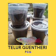 TELUR KILLIFISH GUENTHERI RED SIAP DI TETESKAN