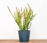 Pencil Cactus (Live Rare Plant - Limited Stocks Only) with FREE garden soil, plastic pot and marble 