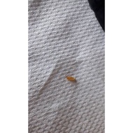 UBAT__BATU__KARANG__