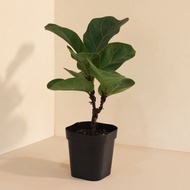 Fiddle 琴葉榕_室內植栽