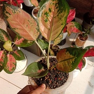 Aglonema Sultan Brunei - Aglaonema Sultan Brunei