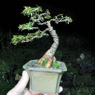 bonsai beringin california