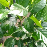 pohon buah nangka mini tinggi 1 meter
