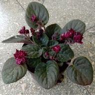 Begonia violces red atau begonia mawar merah