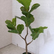 人造植栽/仿真琴葉榕/仿真植物/綠化/永不凋零