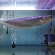 arwana silver red 40cm jumbo ikan arwana silver red jumbo 35-40 cm