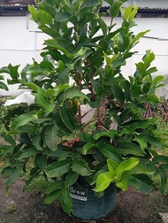 Cây 🌲 Mận MST đang trái lớn