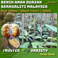 Promosi Anak Durian Berkualiti Duri Hitam / IOI/Hor Lor / Udang Merah / D99 / 88 / Tangkai Panjang