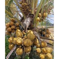 Pokok Kelapa Sgg Cn16 Ori