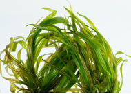 aquatic plant Blyxa japonica aquascape 6 pokok