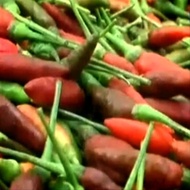 25 Perbenihan / Benih Biji Cabe Hiyung Banjar -Moezza SeedsMart