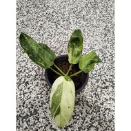 Philodendron Jose Bueno