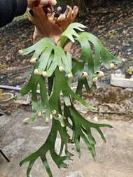 鹿角蕨—捲捲鹿FSQ