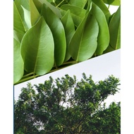 Madre Cacao/Madre de Cacao (Kakawate) Leaves