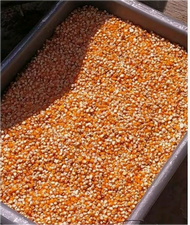 jagung besar kering asli madura (1kg lebih hemat)