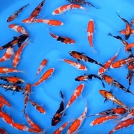 READY BIBIT IKAN BLITAR KOI paket 16 ekor 6-7cm