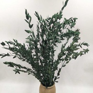 Yunnnan Immortal Eucalyptus Leaf Fine Leaf Eucalyptus Beautiful Leaf Eucalyptus Leaf