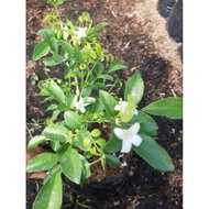 Kamuning Live Plant Outdoor
