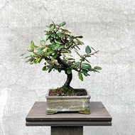 小品盆栽-日本斑葉茱萸 盆景