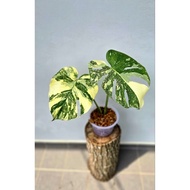 Monstera Deli Creme Brulee