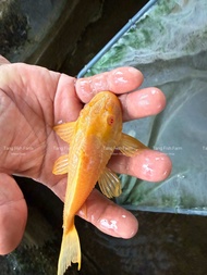 Albino Red Eye Pleco 14-18CM | Algae Eater Pleco | Aquarium Fish 🐟