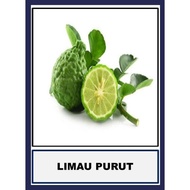 Anak Pokok Limau purut, Limau nipis, Limau kasturi /Kaffir lime, Key lime, Calamansi lime