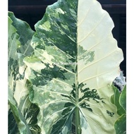 Alocasia Macrorrhiza Variegated /Alocasia Albino/（3-6 LEAF）Bunga Hidup