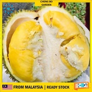 Anak Pokok Durian D99 Kop Kecil Pokok Pokok Kawin Import Dari Thailand Cepat Berbuah