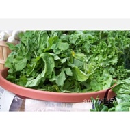 ,Vegetable Seeds  Salad+ arugula American Sellers 50,ROQUETTE 83A1