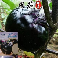 fake eggplant Biji terung: terung bulat ungu dan hitam yang lebih besar, biji terung putih panjang, 