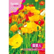 Flower Seed Wholesale Gypsophila Sunflower Cosmos Hundred Sunflower Sunflower Mimosa Mint Bowl Lotus