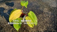 撒金蔓綠絨.雨林植物.觀葉植物.網美植物.台南.