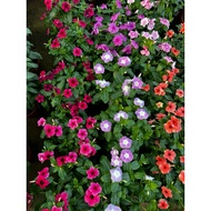 Periwinkle (3-10pots) various flower for selection premium plant free fertiliser 0.5kg doorstep deli