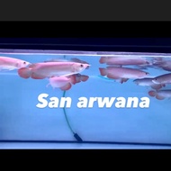 Promo ikan super red arwana super red arowana