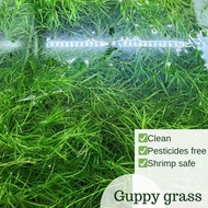 Guppy grass Najas guadalupensis (Live aquatic plant, freshwater plant, Aquascape, guppy, shrimp)