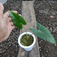 alocasia zebrina