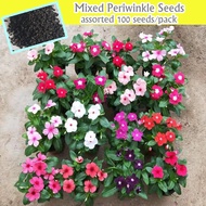 100pcs/pack Rare Colorful Periwinkle Flower Seeds for Planting Flowers Benih Pokok Bunga Balcony Garden Potted Bonsai Ornamental Plants Flower Seed Flowering Plants Seeds Air Purifying Real Plant Orchid Live Plants for Sale In Local Keladi