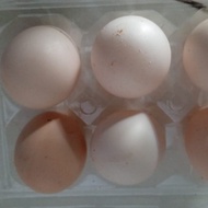 Telur Ayam Arab